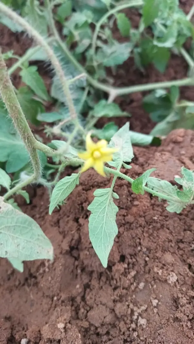 Fleur de tomate sous VGH en août