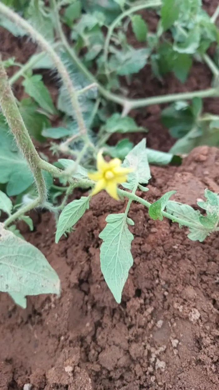 Fleur de tomate sous VGH en août