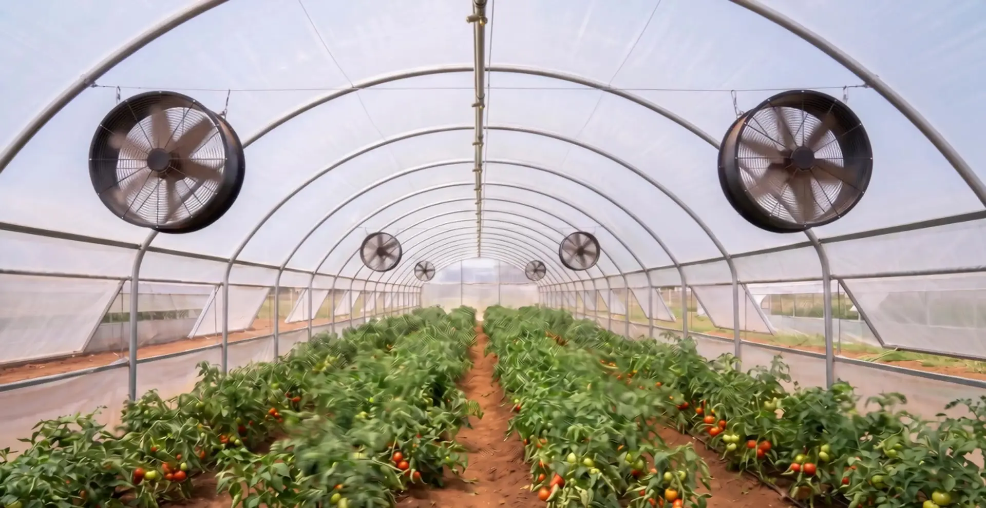 Intérieur d'un tunnel équipé VGH : extracteurs au-dessus des rangs de tomates